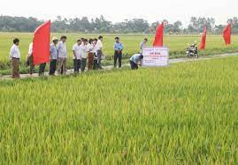 Đẩy mạnh mở rộng vùng sản xuất lúa TBR225 theo hướng tăng trưởng xanh